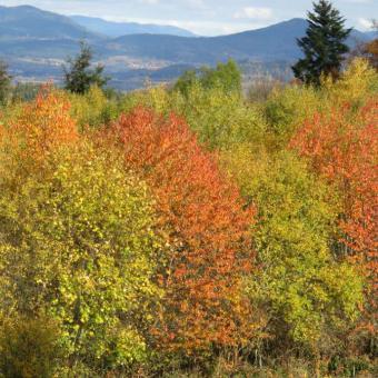 novembre 2018 (depuis Omégoutte)